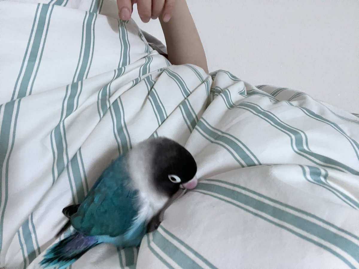 sodatheparrot's tweet photo. 🥹🥹 이불 가장 좋아하는 앵무 어떠세요?🥺 https://t.co/Eq2egLI9FY