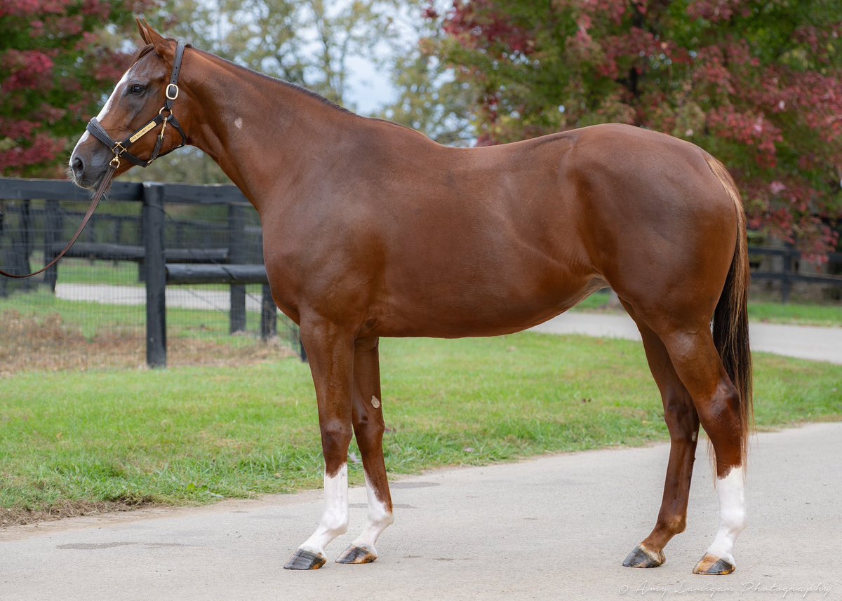 grovendalesales's tweet photo. HIP 98 - FLATTERY

🐴In foal to INTO MISCHIEF

🏆Stakes-winning daughter of FLATTER, earned $134,200 from 6 starts, including victory in the Del Mar Juvenile Fillies Turf Stakes and a graded placing in the Surfer Girl Stakes (G3)

✨Selling Monday at Fasig-Tipton! https://t.co/drF3k3kl7z