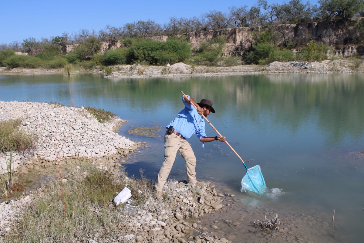 Dentro del Programa Ríos Vivos en Coahuila, la Secretaría de Medio Ambiente continúa con los monitoreos de calidad del agua y biodiversidad, esta vez en el Río San Rodrigo y el Río Monclova.

 #coahuilapadelante #apasosdegigante #riosvivos