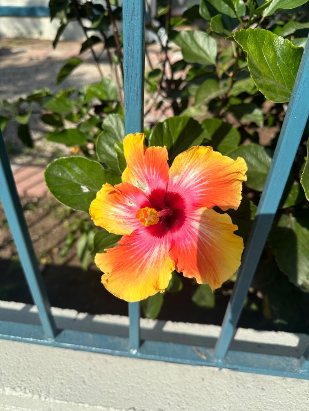 the flowers from my walk want you to know:

you are allowed to feel the highest level of love and power in your frequency even when others aren’t comfortable.

you’re allowed to feel grounded in your path &amp; hearts work even when others can’t define you or your work.