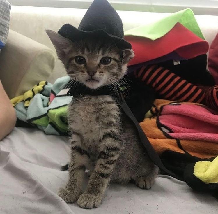 CuteAdorableCat's tweet photo. Say hello or be cursed by this witch https://t.co/npVSGO8kOe