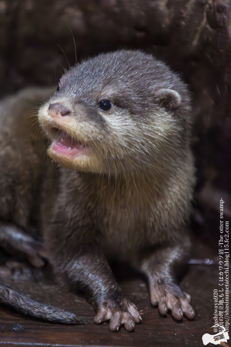 カワウソページ SeacretBox on X