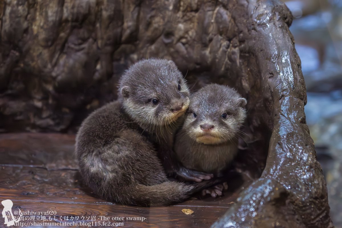 カワウソページ 楽天市場】カワウソ 置き物 アニマル ベニーズ「 コツメカワウソ