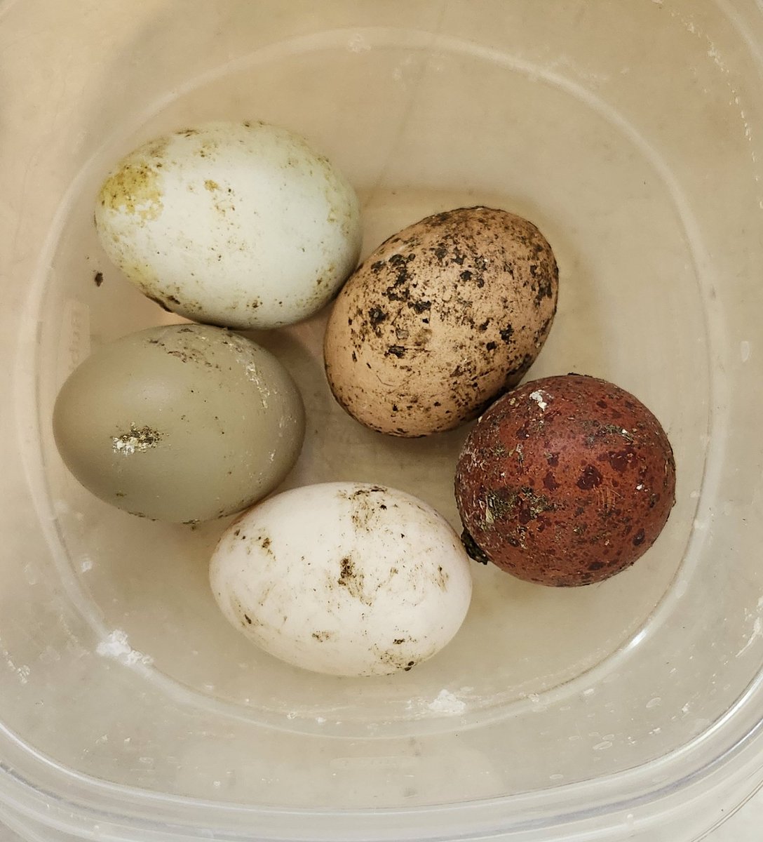 First of the new eggs. Predators took out my original flock so im missing some colors now. Guess I'll be chasing the rainbow next spring with more chicks 😆
