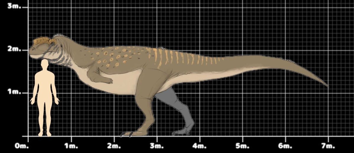 Thank you so much for taking my request, and to add into it, here is the size of an average adult Pachykraniovenator compare to a human.