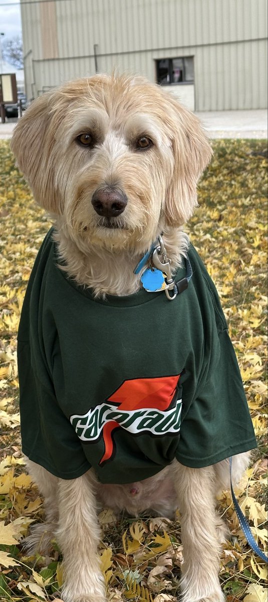 WSullyC's tweet image. Happy Halloween from my human &amp;amp; I!!