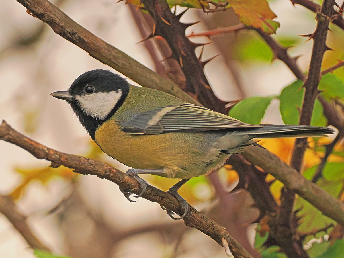 A pair of Great Tits visit the garden for most of the year, feeding on sunflower hearts. They do spend plenty of time foraging as well.

Photo taken 30 October 2025.
