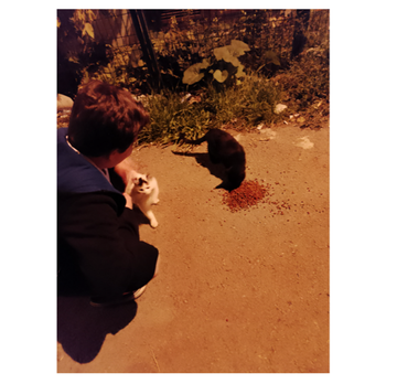 First image shows a person in dark clothing kneeling on a dirt path near a chain-link fence with greenery feeding a white cat while a black cat approaches a pile of dry cat food nearby. Second image depicts a young boy in light gray clothing kneeling beside a white bucket and potted red flowers extending his hand to a small black and white kitten with another cat visible. Third image features two orange tabby cats standing near a fence with trees and a person in a maroon jacket squatting to photograph a white and gray cat on the grass. Fourth image shows a woman in a light hoodie kneeling on tiled pavement holding a dish of cat food with a fence and grass in the background.