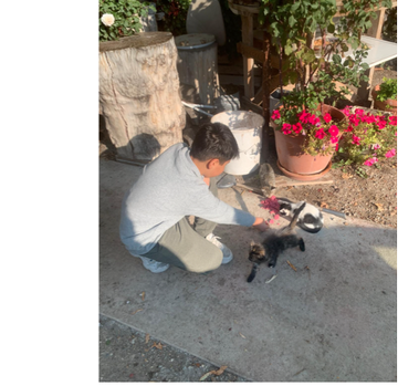 First image shows a person in dark clothing kneeling on a dirt path near a chain-link fence with greenery feeding a white cat while a black cat approaches a pile of dry cat food nearby. Second image depicts a young boy in light gray clothing kneeling beside a white bucket and potted red flowers extending his hand to a small black and white kitten with another cat visible. Third image features two orange tabby cats standing near a fence with trees and a person in a maroon jacket squatting to photograph a white and gray cat on the grass. Fourth image shows a woman in a light hoodie kneeling on tiled pavement holding a dish of cat food with a fence and grass in the background.