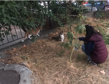 First image shows a person in dark clothing kneeling on a dirt path near a chain-link fence with greenery feeding a white cat while a black cat approaches a pile of dry cat food nearby. Second image depicts a young boy in light gray clothing kneeling beside a white bucket and potted red flowers extending his hand to a small black and white kitten with another cat visible. Third image features two orange tabby cats standing near a fence with trees and a person in a maroon jacket squatting to photograph a white and gray cat on the grass. Fourth image shows a woman in a light hoodie kneeling on tiled pavement holding a dish of cat food with a fence and grass in the background.