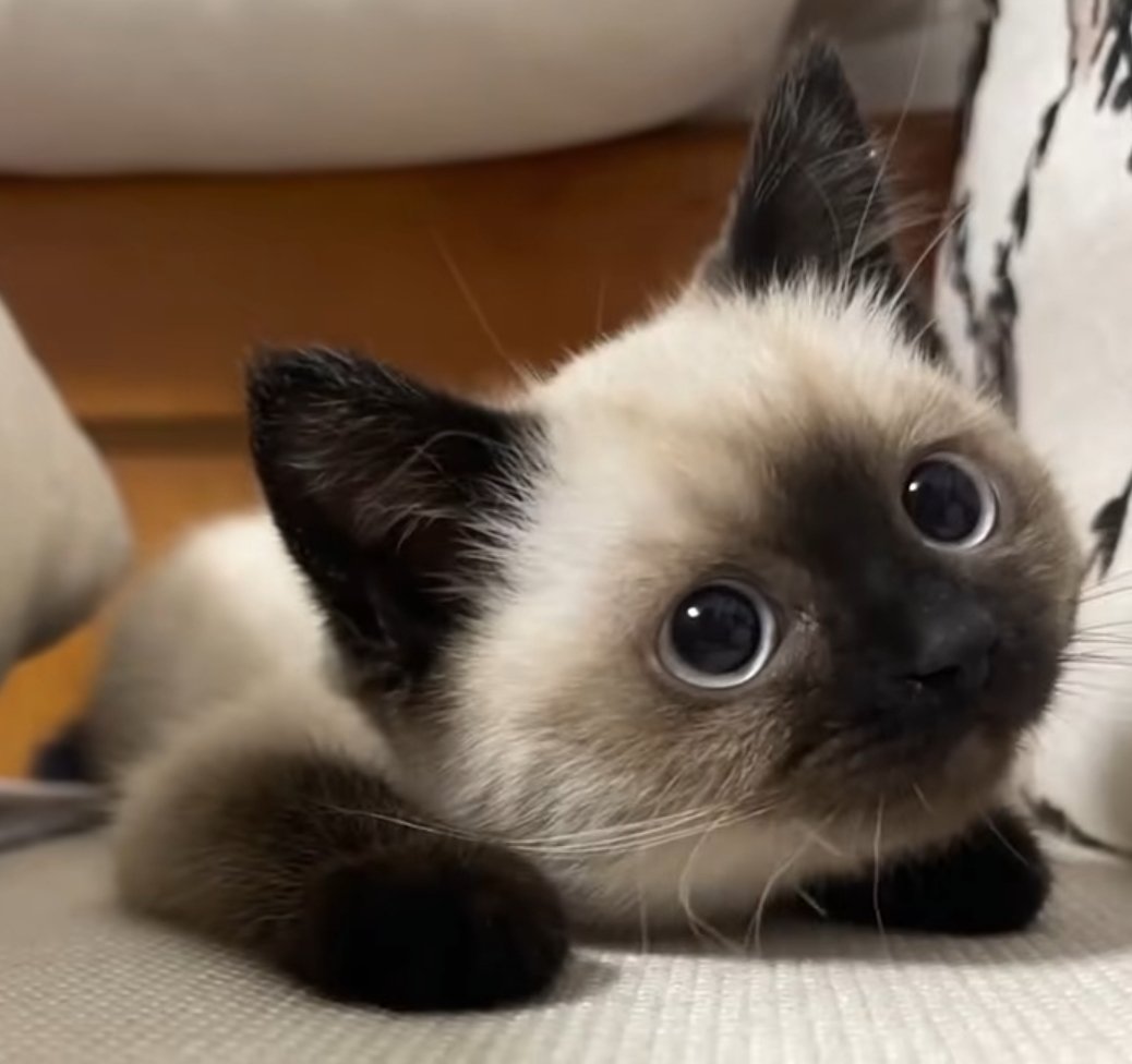 gratis_fuchs's tweet image. 🥺😭