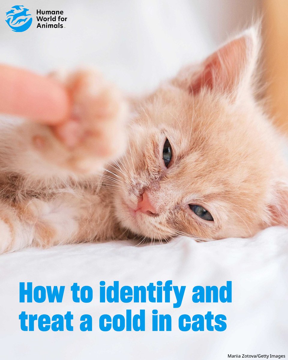 Just like us, cats can catch colds and spread them to each other. 🐱 

In cats, colds are referred to as feline upper respiratory infection, and cases can range in severity. Help cats (and their people) in your community: Download and share our feline URI fact sheet below, which