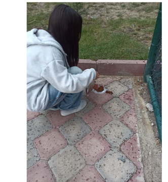 First image shows a person in dark clothing kneeling on a dirt path near a chain-link fence with greenery feeding a white cat while a black cat approaches a pile of dry cat food nearby. Second image depicts a young boy in light gray clothing kneeling beside a white bucket and potted red flowers extending his hand to a small black and white kitten with another cat visible. Third image features two orange tabby cats standing near a fence with trees and a person in a maroon jacket squatting to photograph a white and gray cat on the grass. Fourth image shows a woman in a light hoodie kneeling on tiled pavement holding a dish of cat food with a fence and grass in the background.