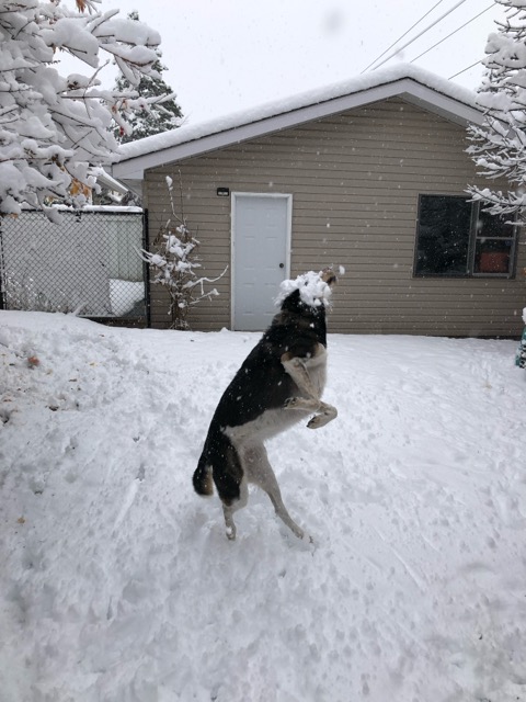 ChrisPostsTrash's tweet image. Catching snow is tough.