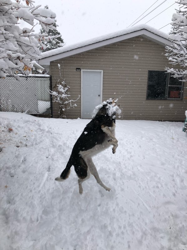 ChrisPostsTrash's tweet image. Catching snow is tough.