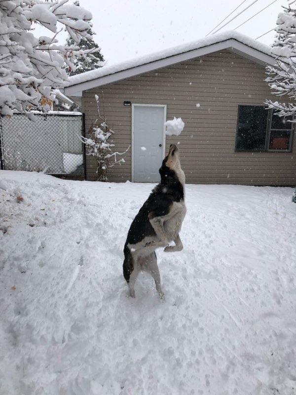 ChrisPostsTrash's tweet image. Catching snow is tough.