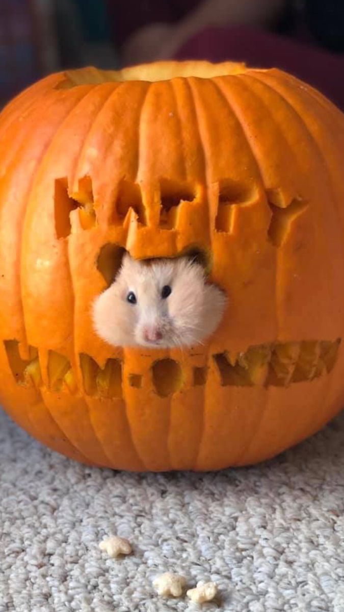 Hamsterie's tweet image. 