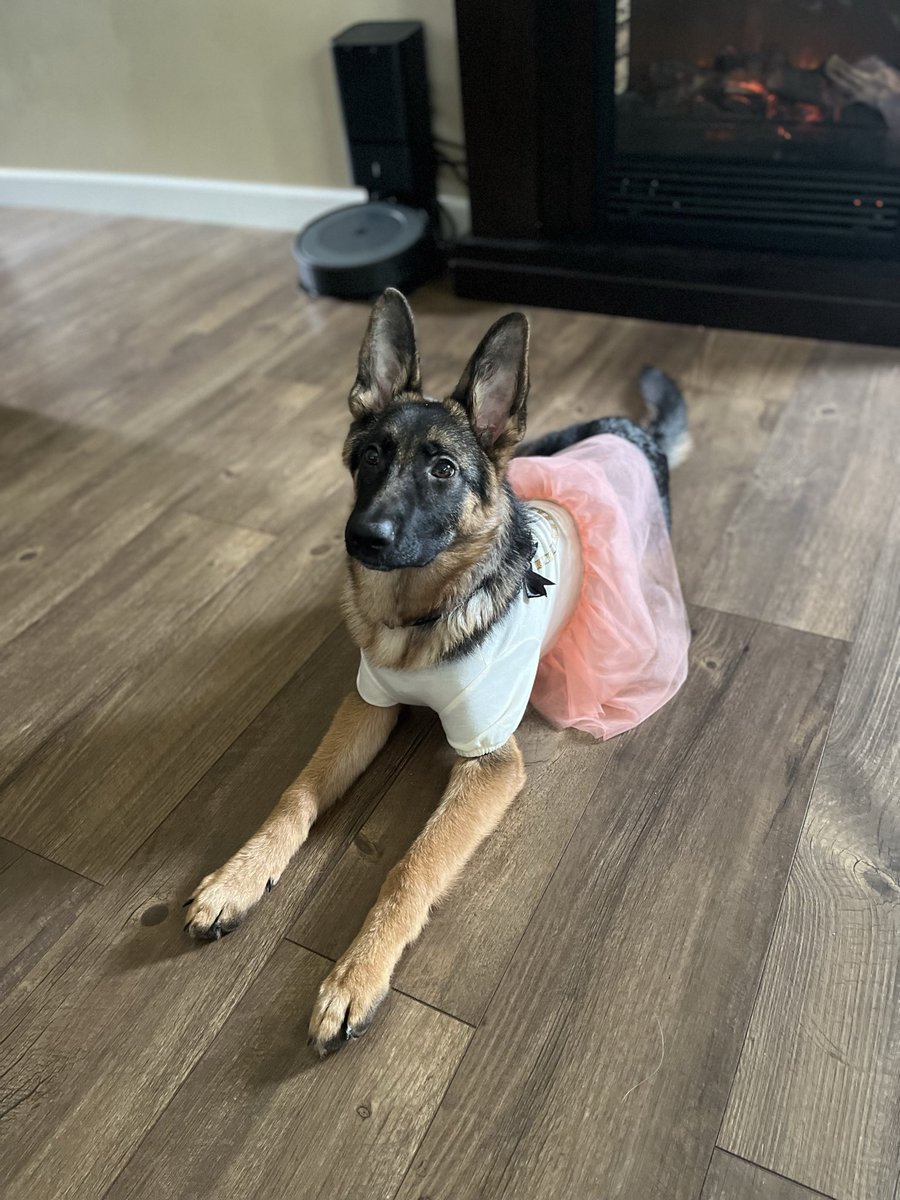 JudgingDogSol's tweet photo. @moonpay $JudgingDog might use her costume from last year.

2Ds1eoFvHbXsP9PamPmhQQak9HHMFf6wAvbXBKgQmoon https://t.co/HOI1Wa1Wbq