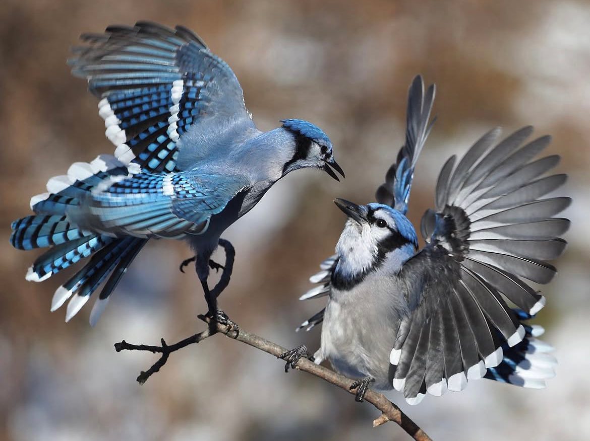 uogarboretum's tweet photo. Even the real Blue Jays are cheering! Go Jays go!
When the games arenβt on, why not take a walk and decompress by watching these fascinating birds at The Arboretum!
@BlueJays
#TorontoBlueJays #BlueJays #BirdBehaviour
#UoGArboretum #UofGArboretum #UofG #Guelph
πΈChris Earley https://t.co/ij2ltYDt90