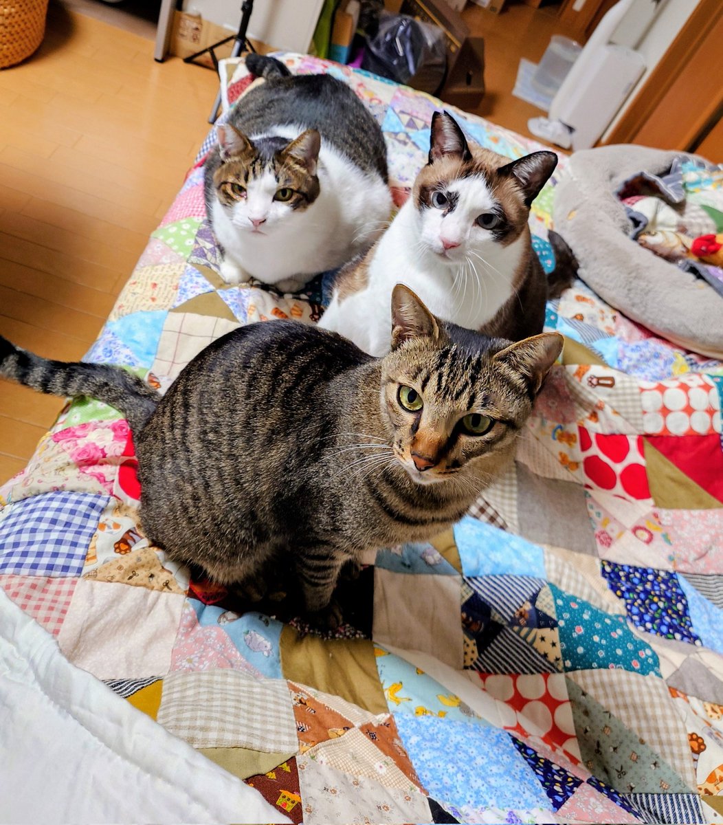 ꕤ︎︎ちびすけ‪‪‪٩(๑❛ᴗ❛๑)۶さん専用ꕤ︎︎ ꕤ︎︎ちびすけ‪‪‪٩(๑❛ᴗ❛๑)۶さん専用ꕤ︎︎‬‬‬