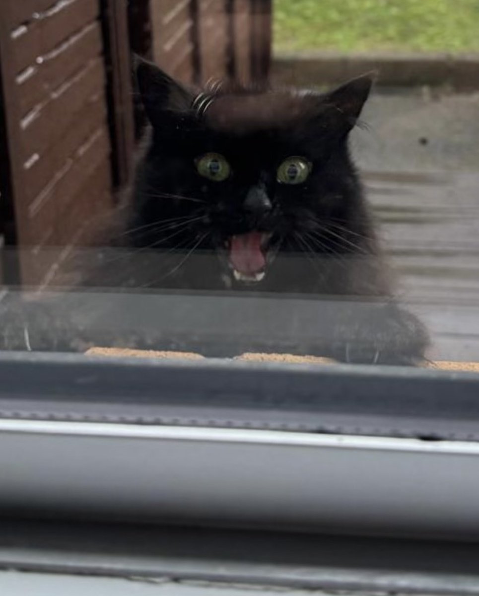 Aldo Bartra 🏳️ tweet media