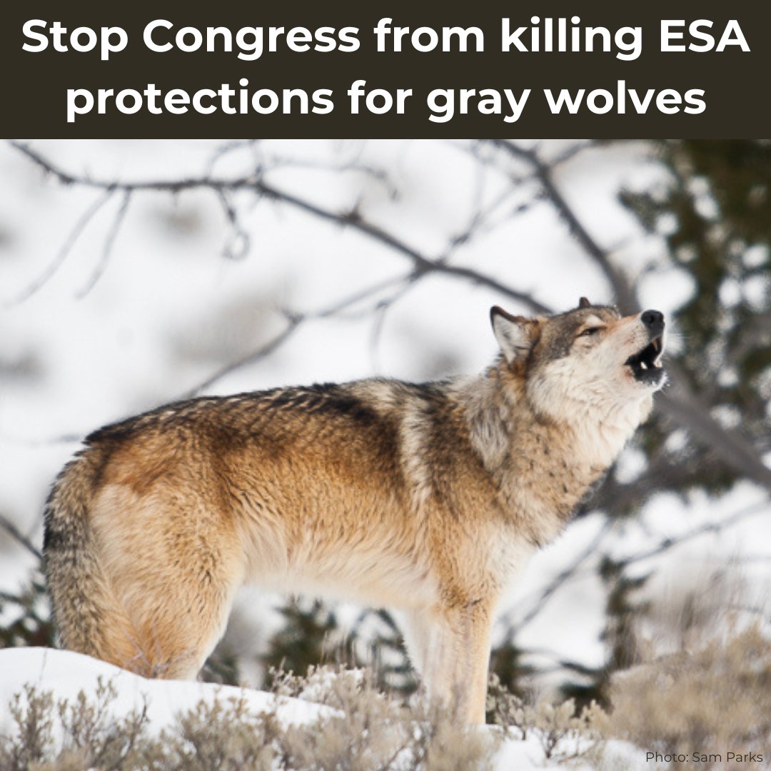 Raise your voice to defend wolves and help keep Wilderness wild!

Stop Congress from killing Endangered Species Act protections for gray wolves!

Click here to howl &gt;&gt;&gt; wildernesswatch.salsalabs.org/hr845-wolf-esa