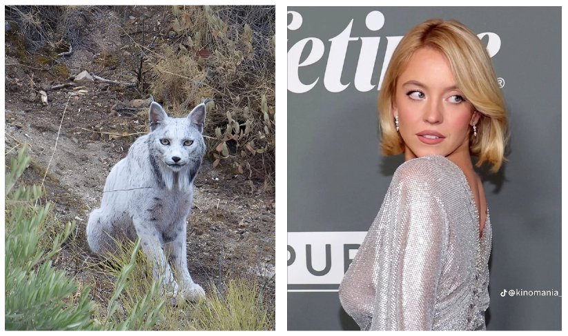 La luz prevalecerá.