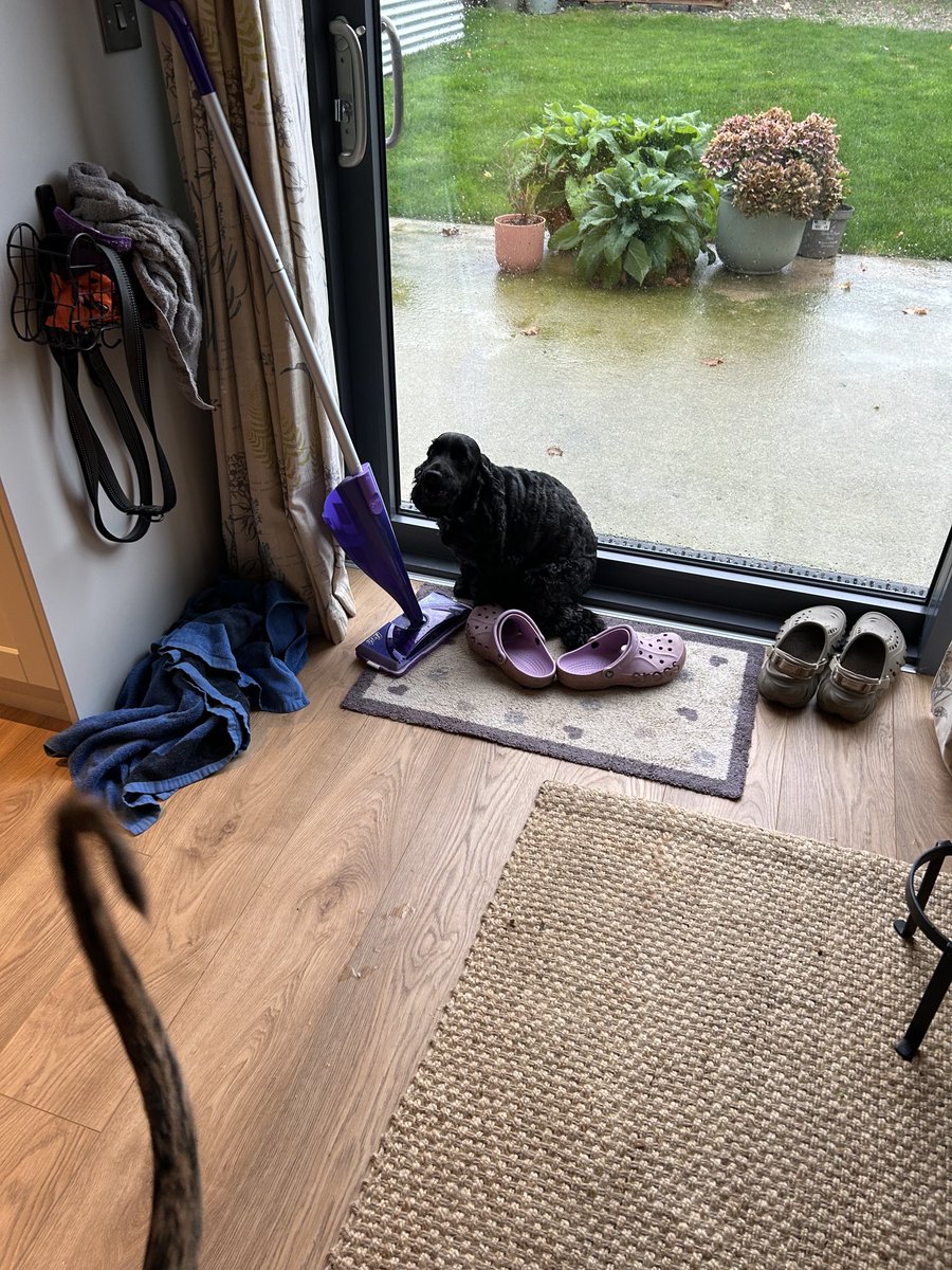 I’ve arrived in the #SunnySouthEast pals but there seems to be some mistake 😳

There’s no ☀️ 😳

(Spot Sam’s tail ready to whip mum into action 🫣😂😂!!)