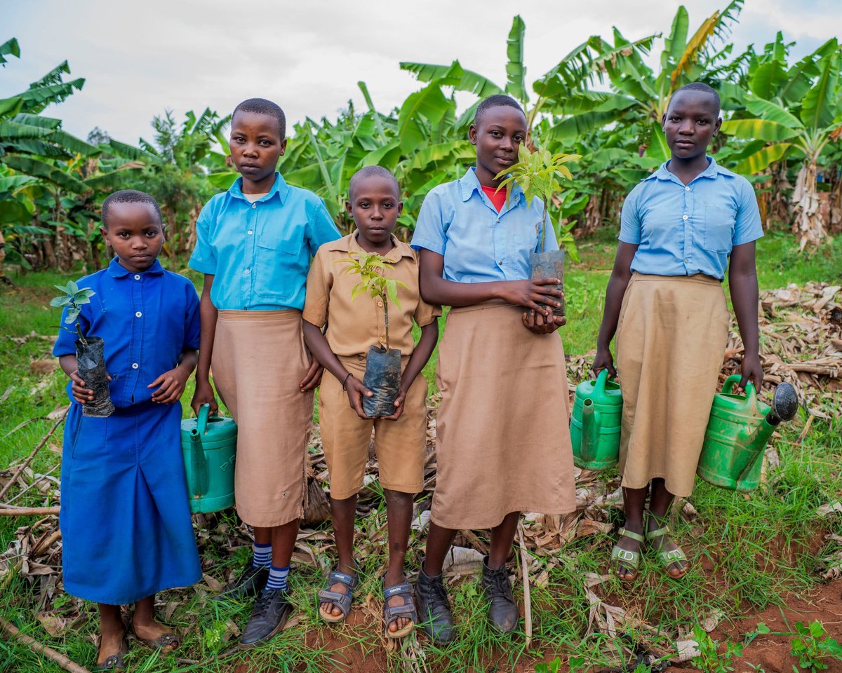 hezainitiatives's tweet photo. Through our #EcoClubs project aiming to support children grow with environmental and hygiene skills. Together with @unicefrw joined @GisagaraDistr to plant fruit trees
Each child named his own tree; in @MuganzaSector one child named it “Kura Dusarure” means: Grow and Let’s Harvest. This is a good symbol of their trust and commitment to a greener, healthy better future.
Now, children are not just planting trees they’re planting hope.
#YouthForEnvironment #ClimateAction #GreeningRwanda
