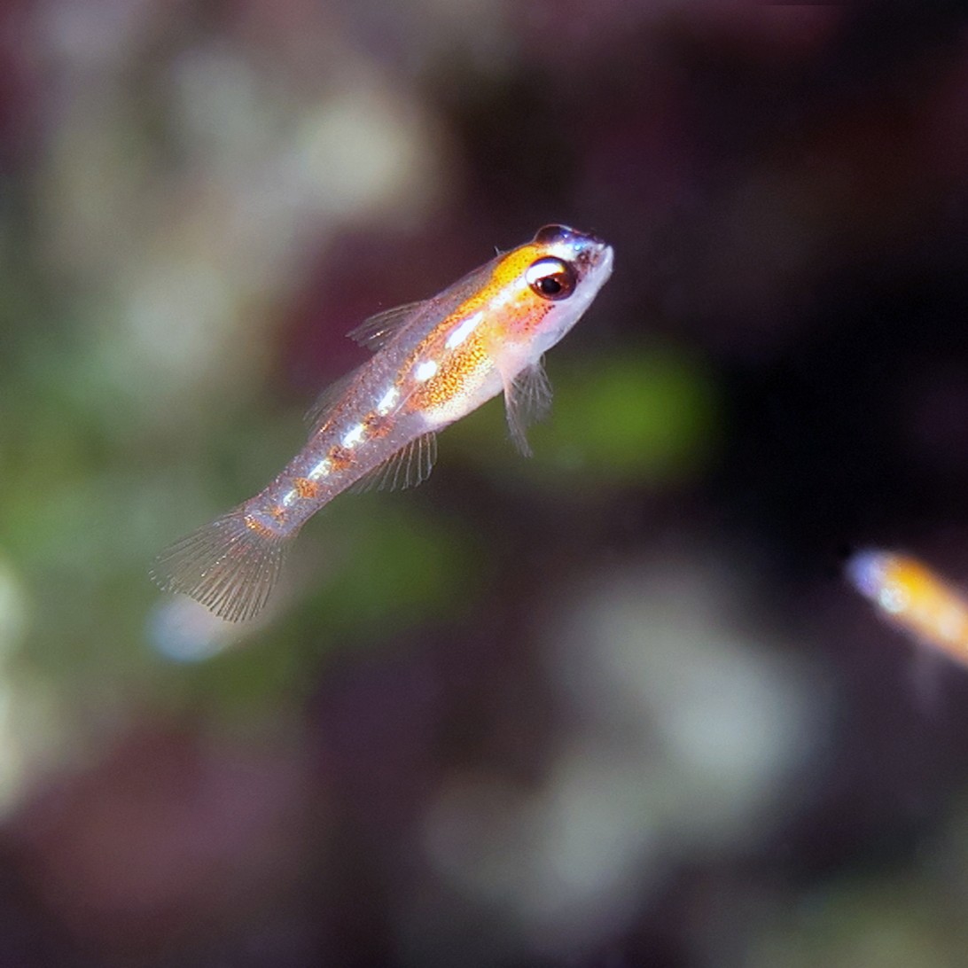 Scripps Institution of Oceanography tweet media