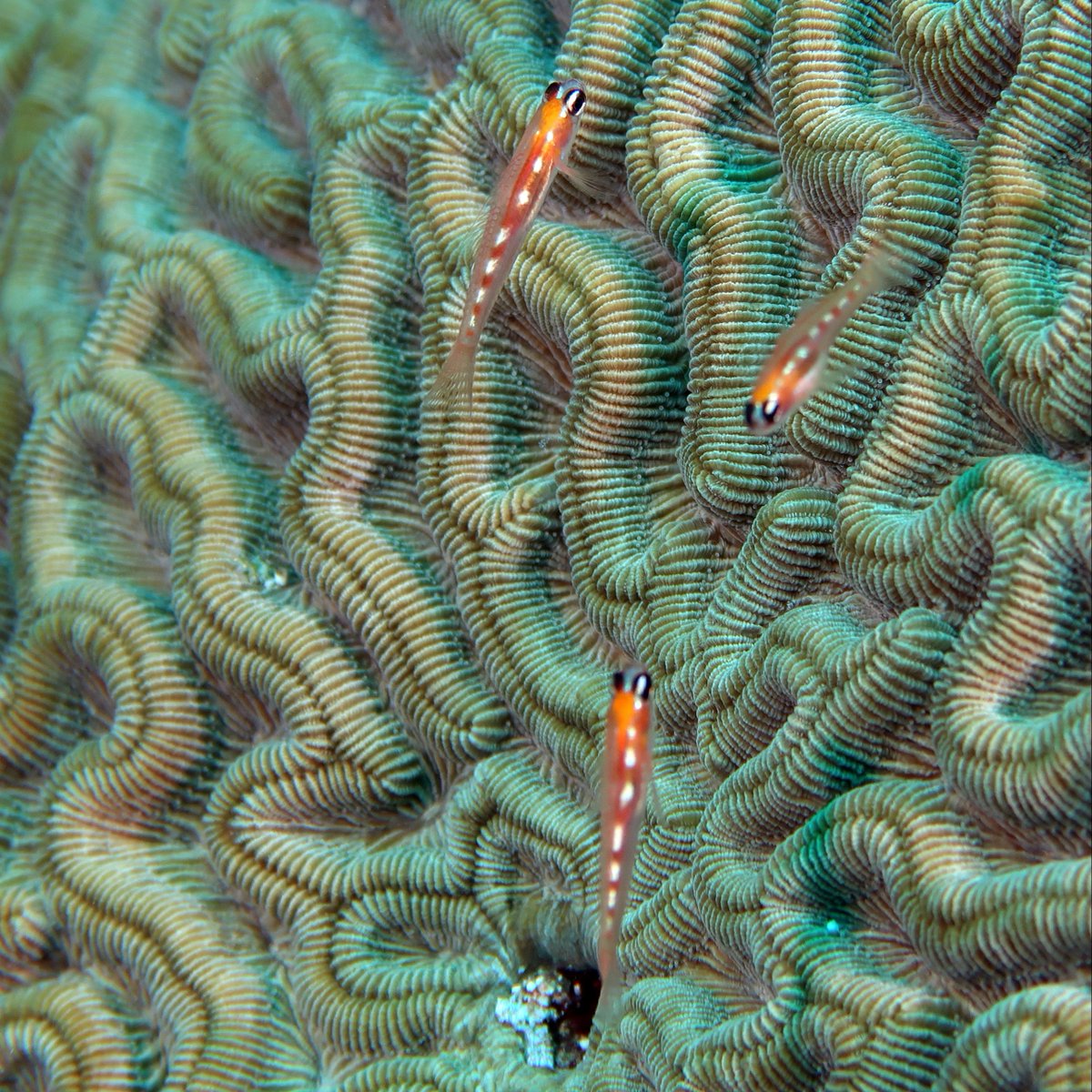 Scripps Institution of Oceanography tweet media