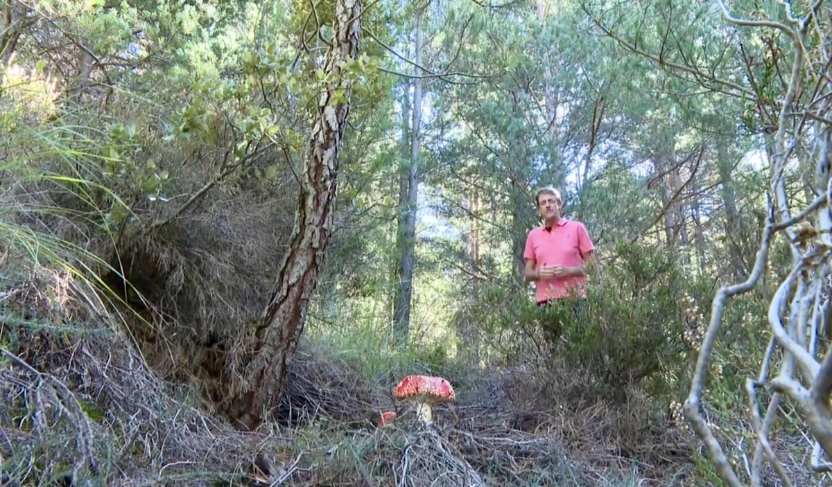 juananquerol's tweet image. Els bolets de Penyagolosa, en un llibre
🍄
▸ apuntmedia.es/programes/la-v…