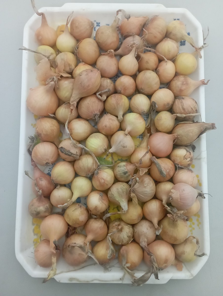 Com que aquell retrato dels salsafins té tant d'èxit, allà va el de les cebes de platillo. Vet aquí una altra quasi-raresa.