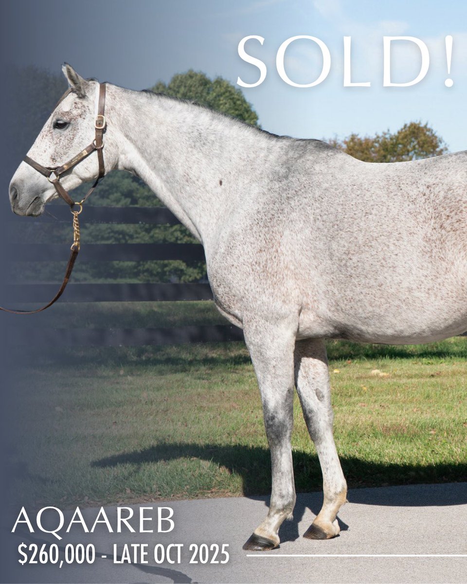 ICYMI: Inglis Digital USA Late October Sale topper, Aqaareb, sells for $260,000 to <a href="/BlueDiamondStd/">Blue Diamond Stud</a>. 

Wishing them the best of luck with this high-quality mare. ⭐