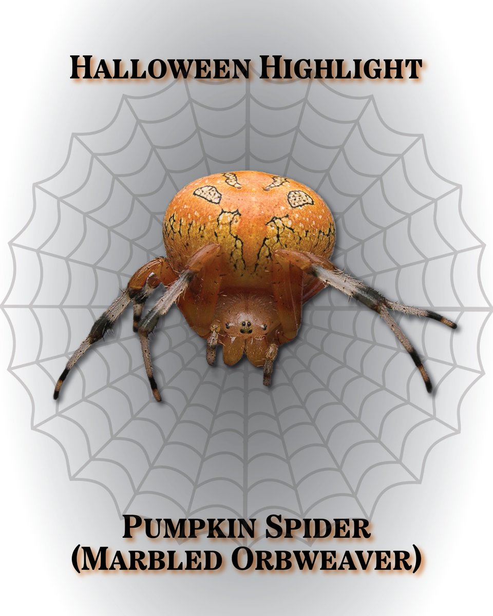 longpointca's tweet image. For this #halloweenhighlight we are looking at a pumpkin...no wait a spider... no wait a pumpkin spider?! This is the Marbled Orbweaver, aka the pumpkin spider. It gets its nickname from its pumpkin like abdomen! Isn't that neat! 🎃🕷