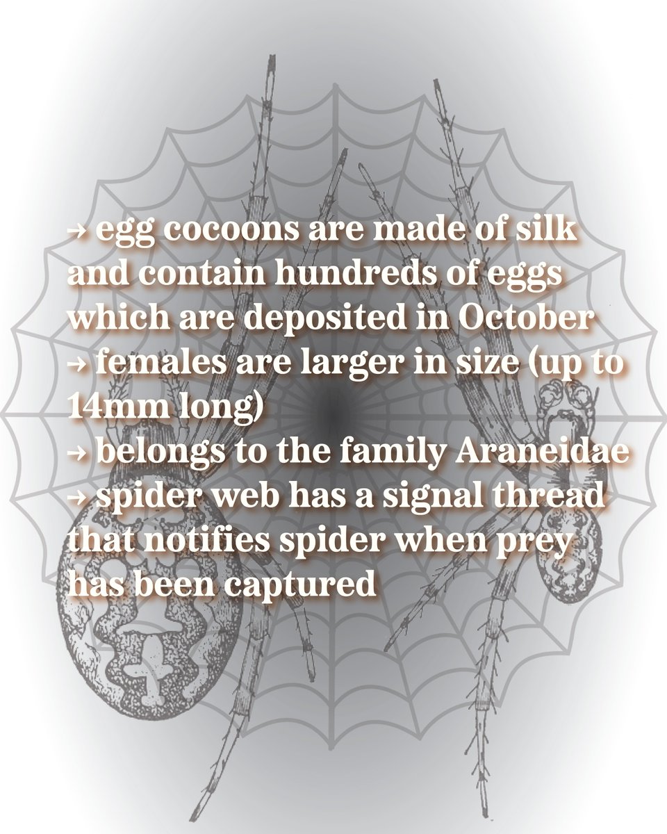 longpointca's tweet image. For this #halloweenhighlight we are looking at a pumpkin...no wait a spider... no wait a pumpkin spider?! This is the Marbled Orbweaver, aka the pumpkin spider. It gets its nickname from its pumpkin like abdomen! Isn't that neat! 🎃🕷
