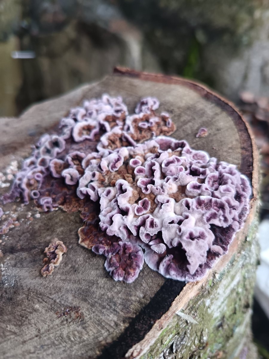 kokki_saatana's tweet image. Kannot be food. 

Mietin, että melko isoon suoneen on iskenyt sisään. #TCP_IP 

&quot;Sieni keskuudessamme: Purppura na Hakan outo tarina - Kasvipatogeeni, joka löysi uuden kodin ihmisistä.&quot;
youtu.be/CZ5_GIubft0?si…