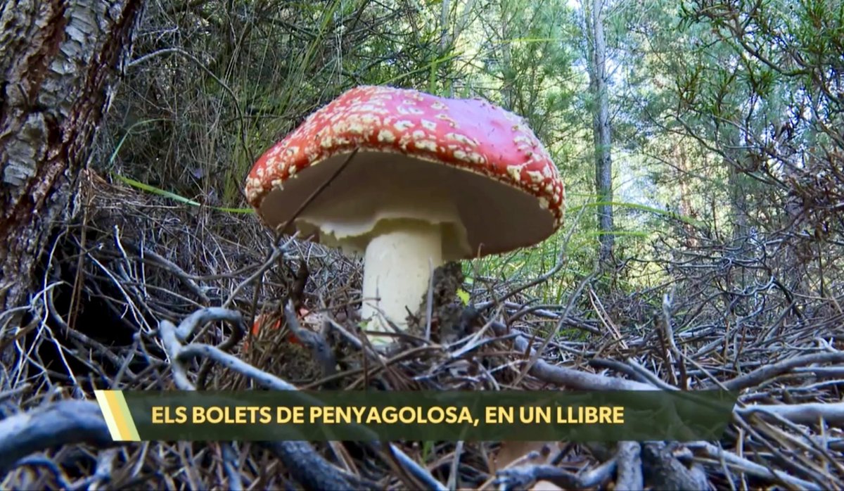 codeposa's tweet image. Aquesta setmana un càmera de Comunicacions dels Ports ha estat fent de caçador de bolets per Penyagolosa per a La Via Verda d’À Punt
🍄
▸ apuntmedia.es/programes/la-v…