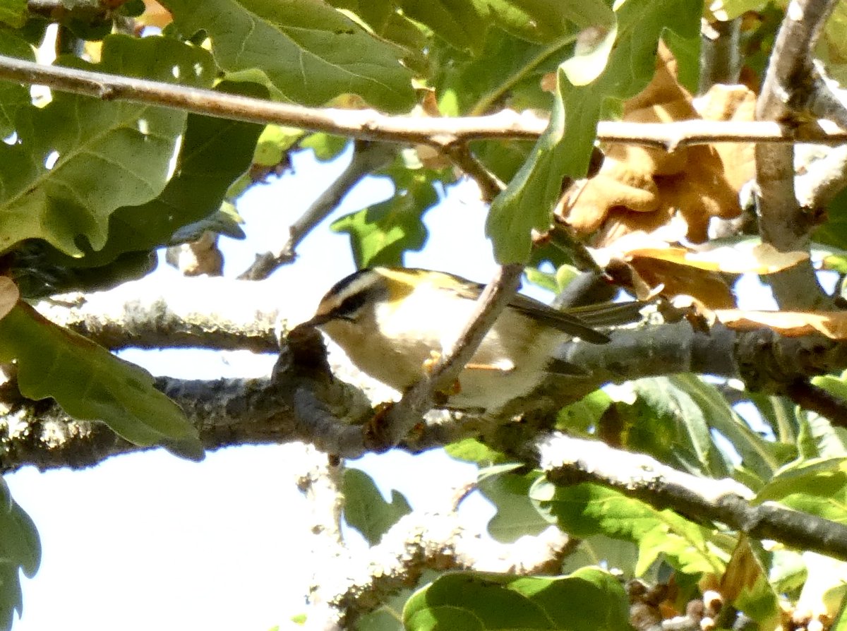 Birding was rather quiet at Holland Haven with Alf Mullins today, then a busy and fun hour spent trying to photograph Firecrests, at least 3 of which were near to entrance. Also Peregrine and late Clouded Yellow. Thanks to <a href="/YellowShriker/">Mike O'Hanlon</a> for the Firecrest tip-off 
<a href="/EssexBirdNews/">EBwS Bird News</a>