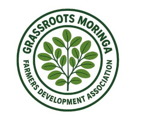Introducing "Grassroot Moringa Farmers Development Association" (CAC 175408 )We can meet you anywhere to buy/sell moringa. We are ready to negotiate on moringa business i.e farming, processing, marketing and exportation to foriegn Countries. For enquiry Contact us @ 07083697700