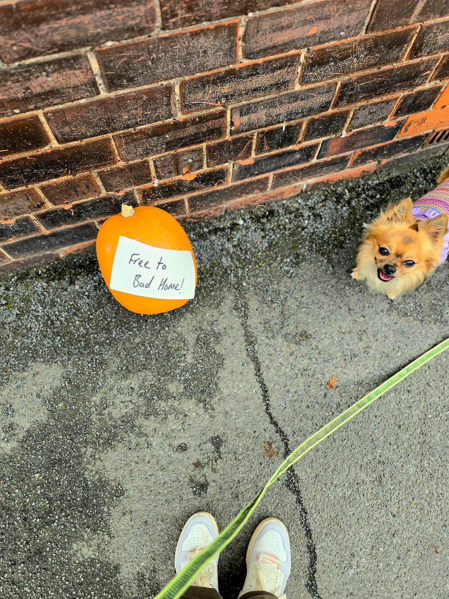 EdtwtShitposts's tweet image. Got a cool new hat and little man had a nice walk. (Try to ignore the eczema on my neck).