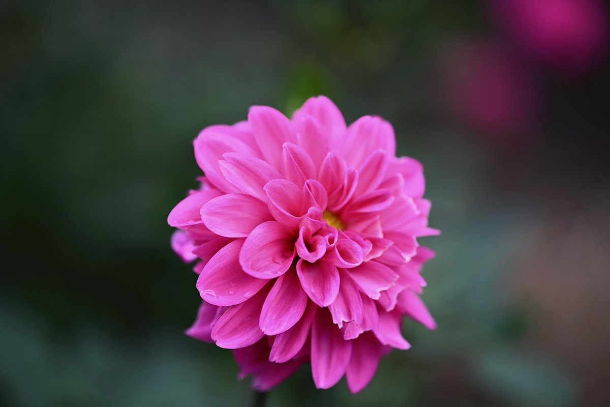 📸kazumi (@zf1118kazumi) / Posts / X