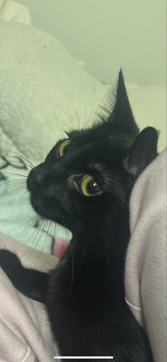 grylum's tweet image. KITTY