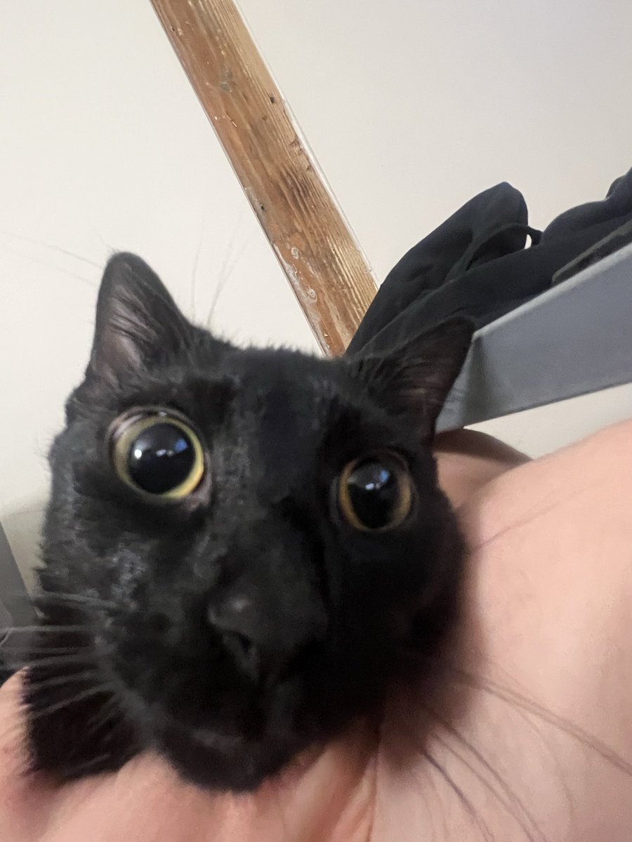 grylum's tweet image. KITTY