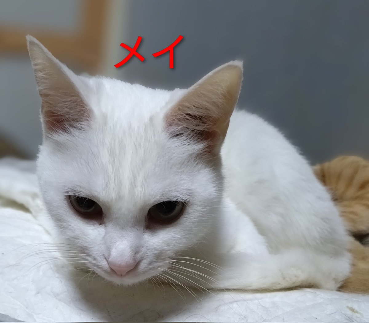 ゆーちゃん (@mikanhian) / Posts / X