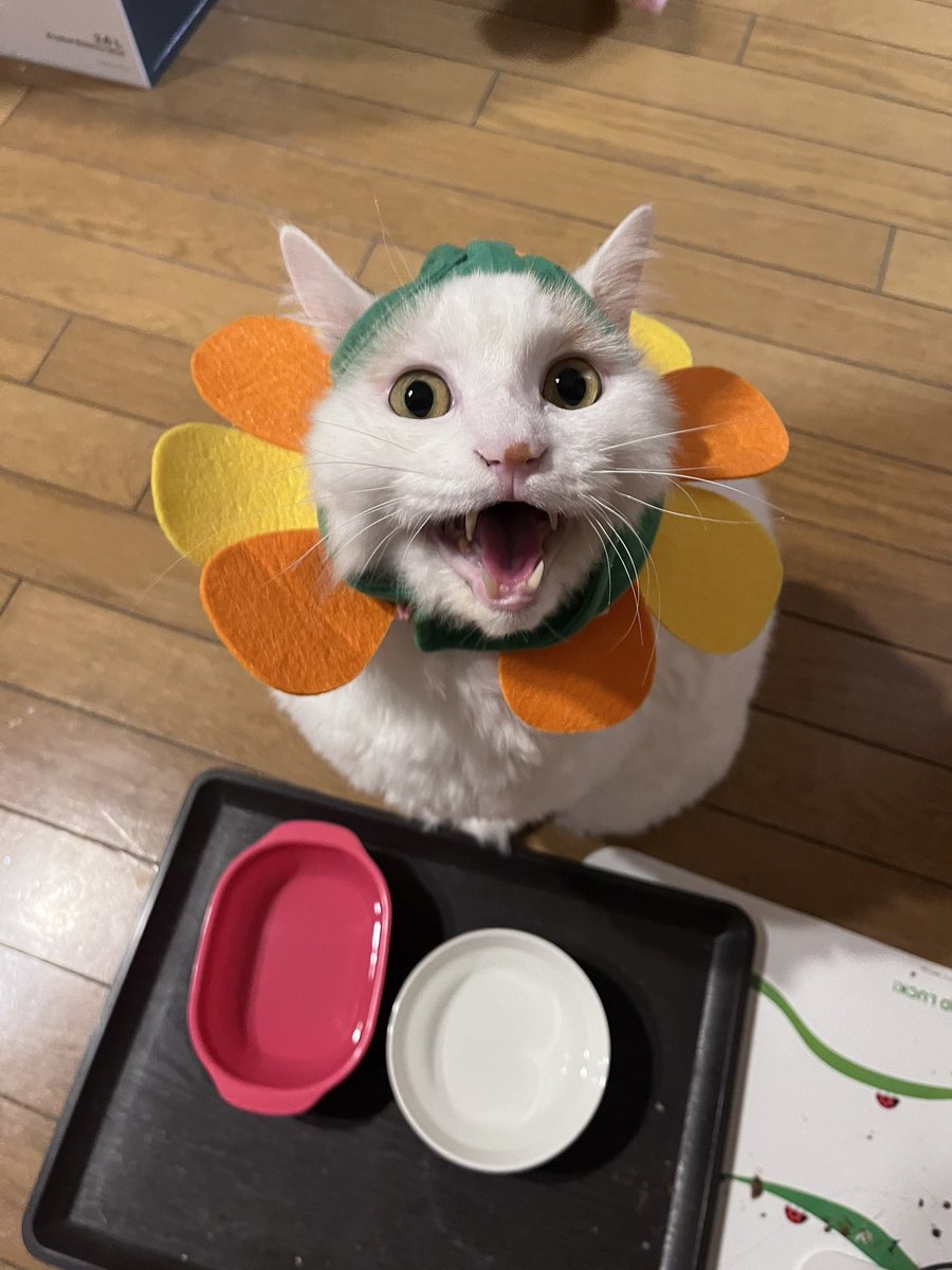 harukaページ Figurine WIND BREAKER - Sakura Haruka - Sitting Figure 11cm