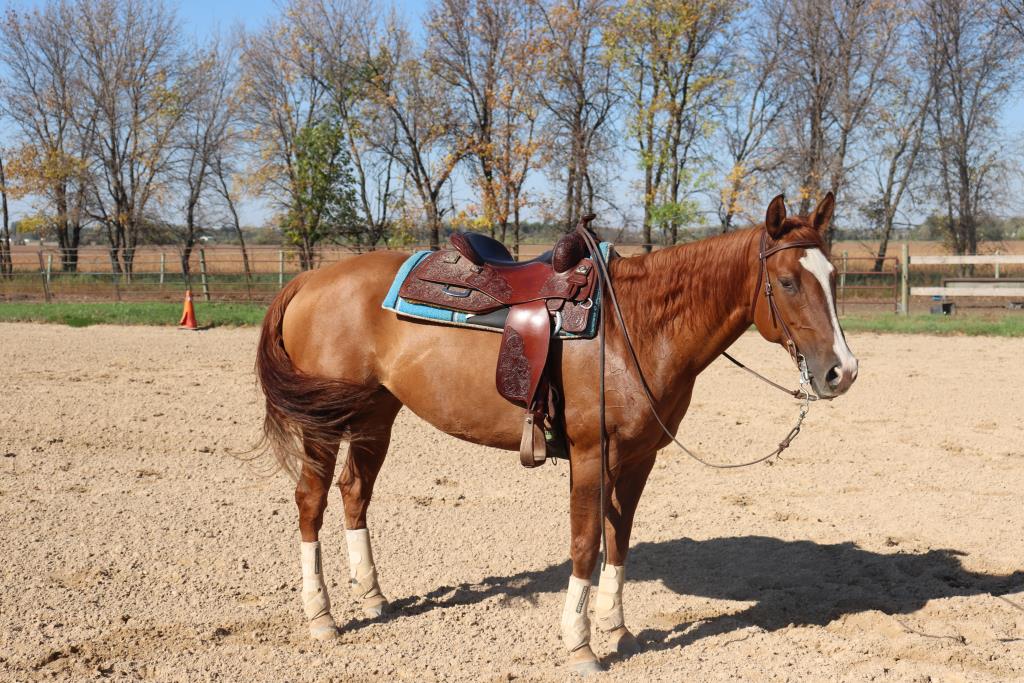 Northernhorse.com on X