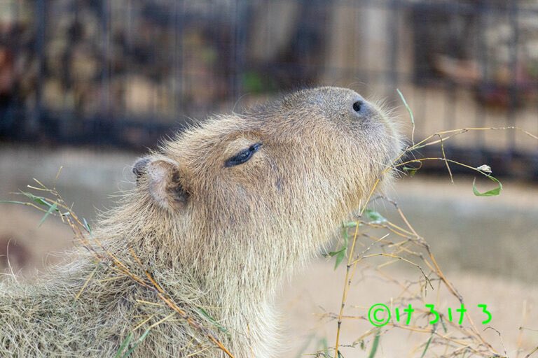カピバラページ 安らぎのきくらげちゃんです。 1週間お疲れさまでした。 #カピ