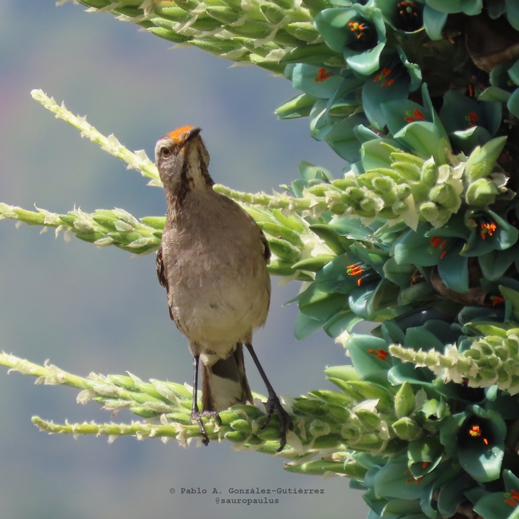 sauropaulus's tweet photo. Tenca (Mimus thenca) disfrutando del dulce regalo de un chagual (Puya alpestris ssp. zoellneri), bromeliácea endémica del centro de Chile, cuya espectacular floración, es esperada por varias especies silvestres, especialmente de aves. #biodiversidadchilena #polinizacion https://t.co/w5Sg8wlR4M