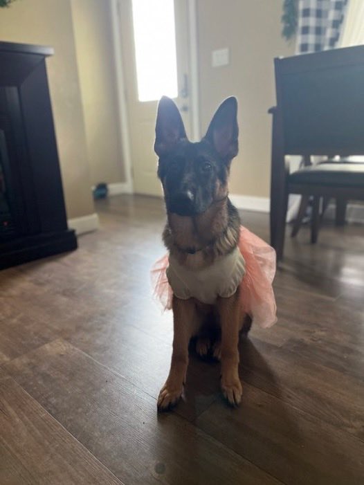 JudgingDogSol's tweet photo. 🎃🐶 Howl-O-Ween Dog Costume Contest! 🐾👻

Does your pup have the paw-fect costume? Show it off in our Dog Costume Contest!

Bring the treats, the creativity, and the cuteness — and let’s see who steals the spotlight this spooky season! 👀🐾

$JUDGINGDOG will be watching! https://t.co/C0kkJe8anB